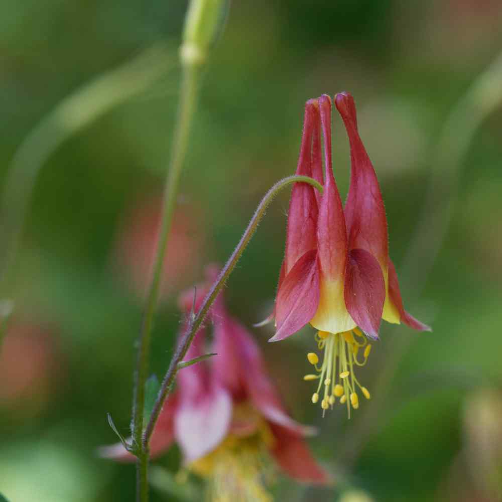 Columbine Eastern Red Vibrant Wildflower Seeds