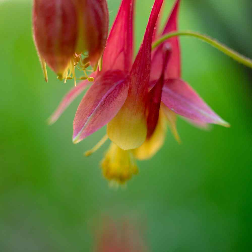 Columbine Eastern Red Vibrant Wildflower Seeds