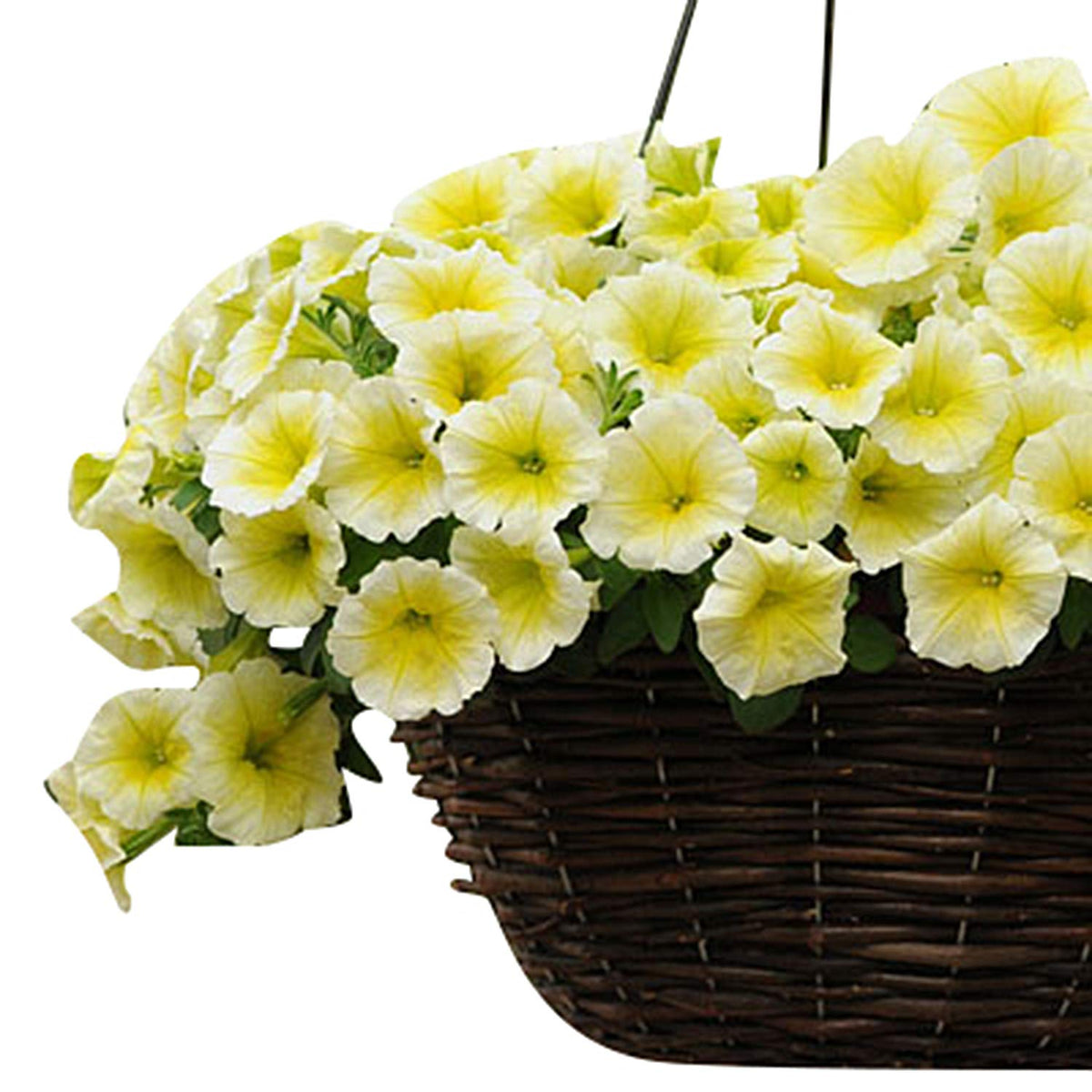 Easy Wave Yellow Petunia Hybrid Seeds – Vibrant, Spreading Blooms for Containers - Dharaseeds