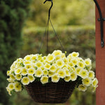 Easy Wave Yellow Petunia Hybrid Seeds – Vibrant, Spreading Blooms for Containers - Dharaseeds