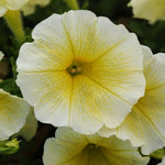 Easy Wave Yellow Petunia Hybrid Seeds – Vibrant, Spreading Blooms for Containers - Dharaseeds