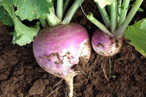 leafy rutabaga plants growing in fertile garden soil

