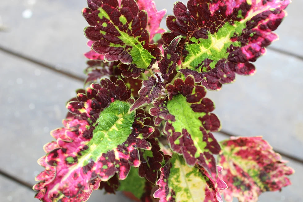 Coleus Cracklin Rosie Seeds