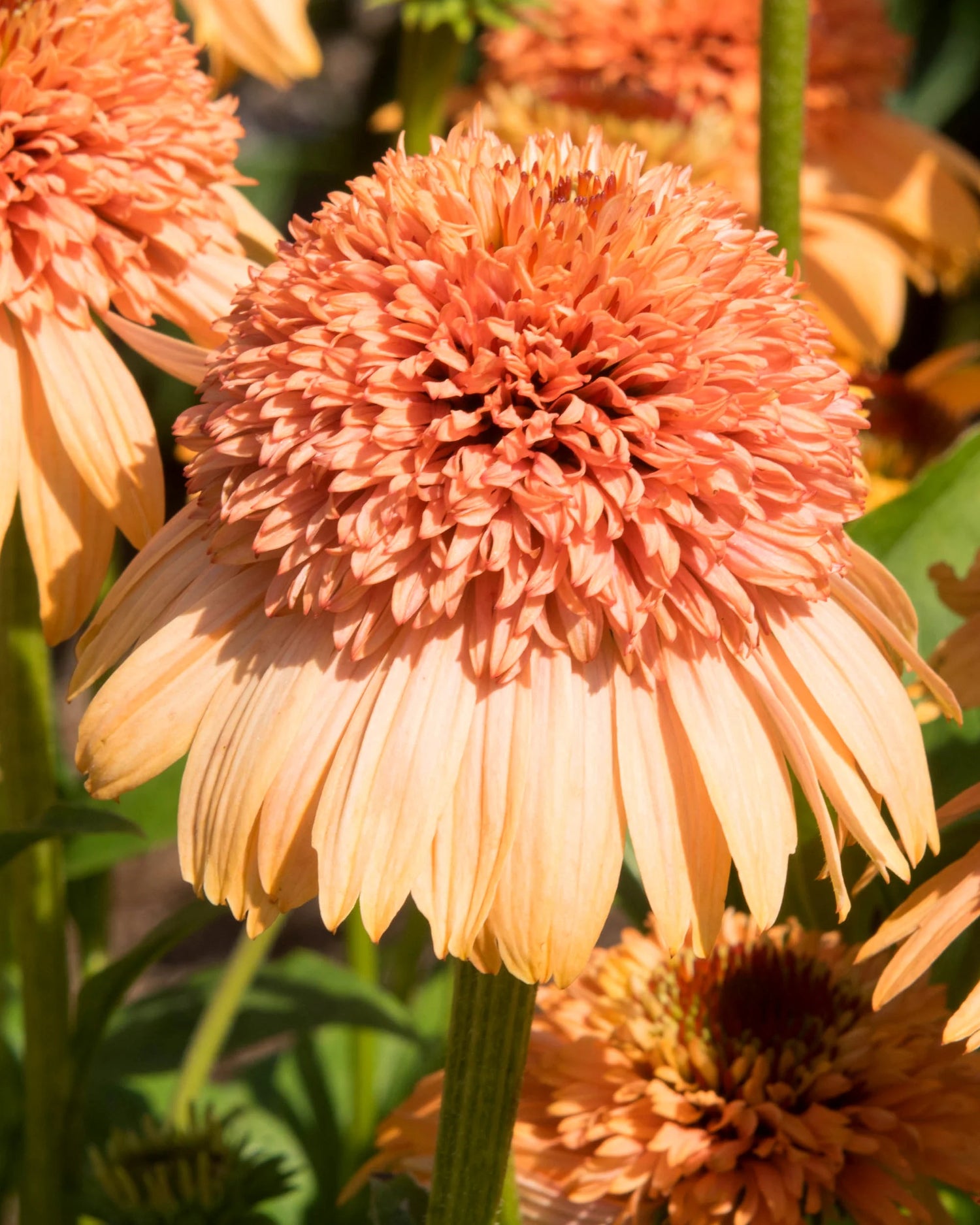 Echinacea Roots - Supreme Cantaloupe