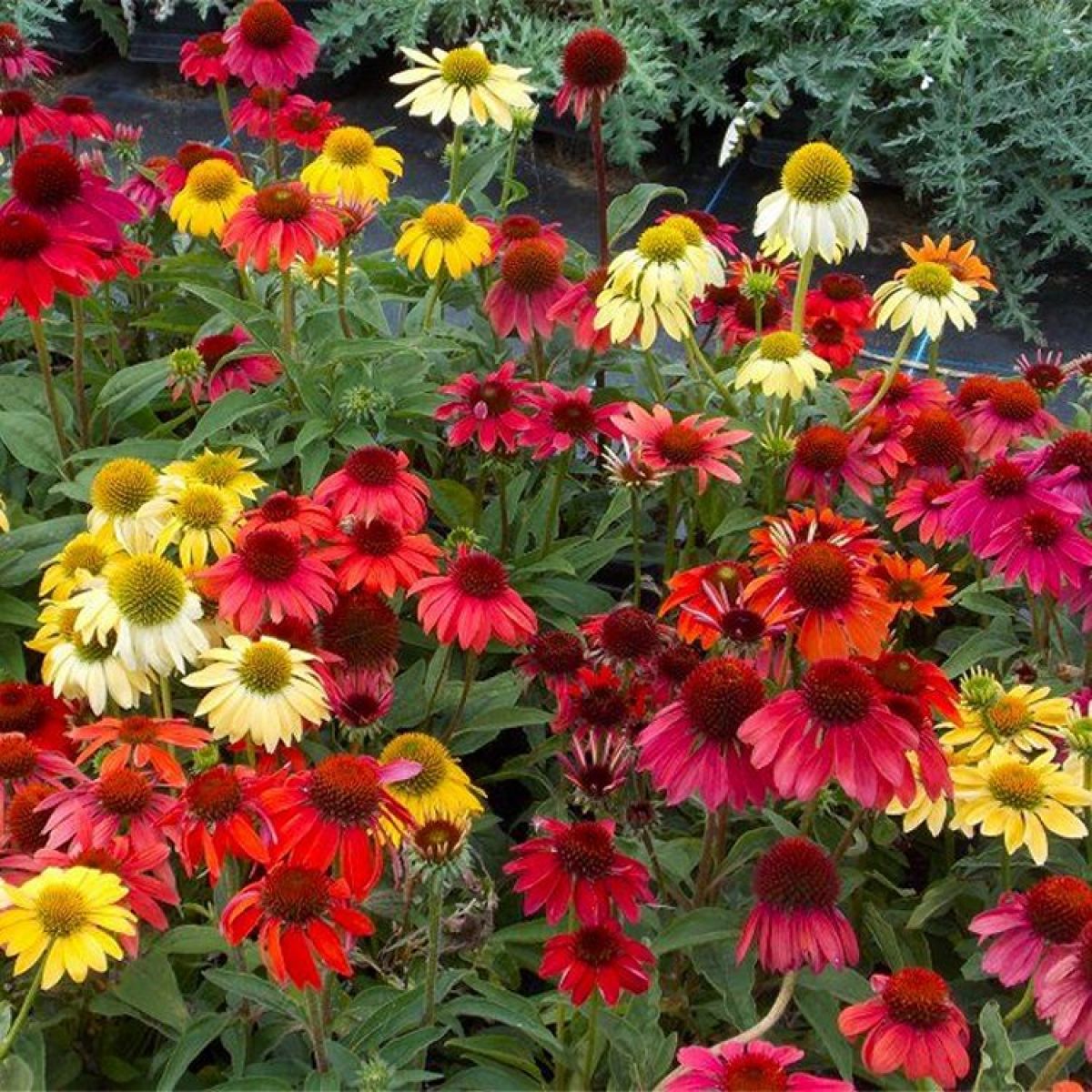 Echinacea Helenium Butterfly Attractor Mix