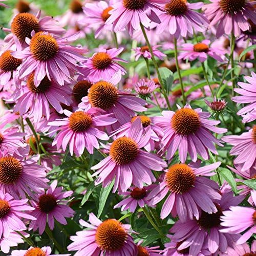 Echinacea Echinacea Purpurea Blue Flower Seeds for Planting – Pollinator - Friendly Blooms for Backyard Gardens and Flower Beds - Dharaseeds