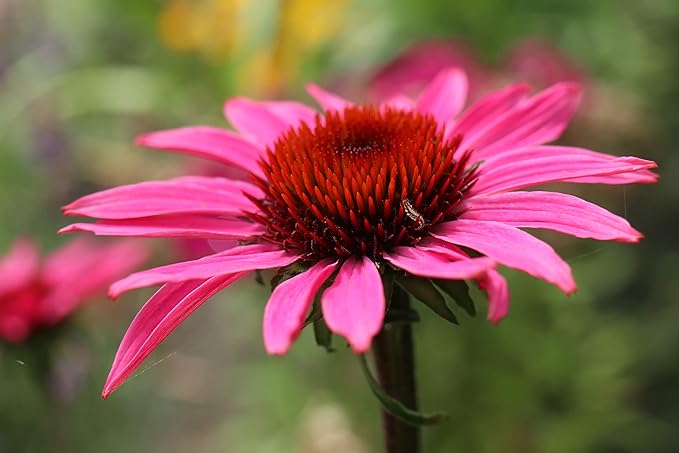 Echinacea Echinacea Purpurea Blue Flower Seeds for Planting – Pollinator - Friendly Blooms for Backyard Gardens and Flower Beds - Dharaseeds