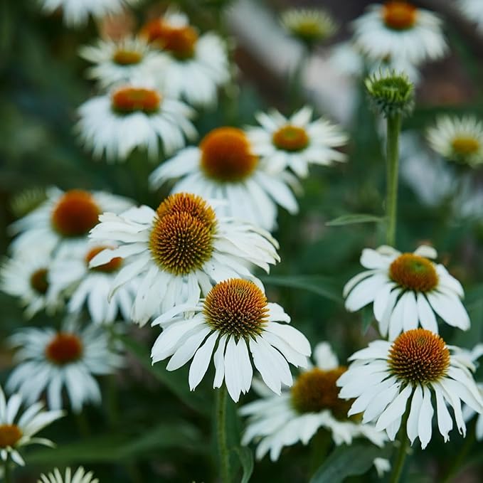 Echinacea Echinacea Purpurea White Swan Flower Seeds for Planting – Perennial Blooms for Garden Borders and Pollinator Gardens - Dharaseeds