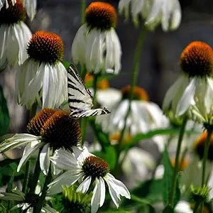 Echinacea Echinacea Purpurea White Swan Flower Seeds for Planting – Perennial Blooms for Garden Borders and Pollinator Gardens - Dharaseeds