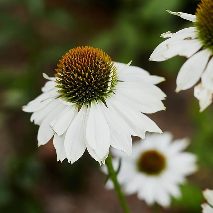Echinacea Echinacea Purpurea White Swan Flower Seeds for Planting – Perennial Blooms for Garden Borders and Pollinator Gardens - Dharaseeds