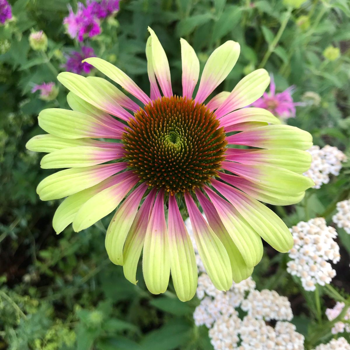 Echinacea Roots - Green Twister