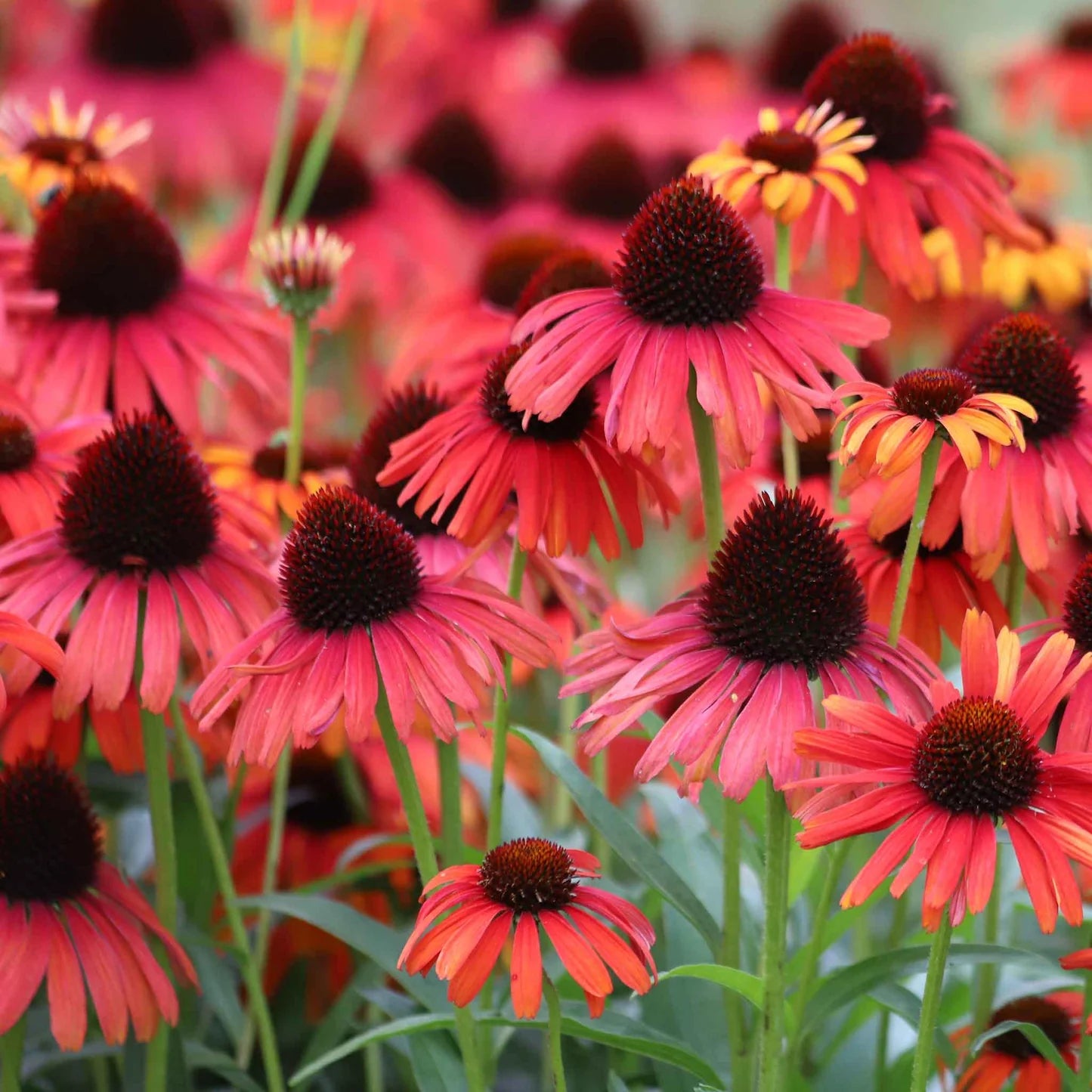 Echinacea Roots - Hot Summer