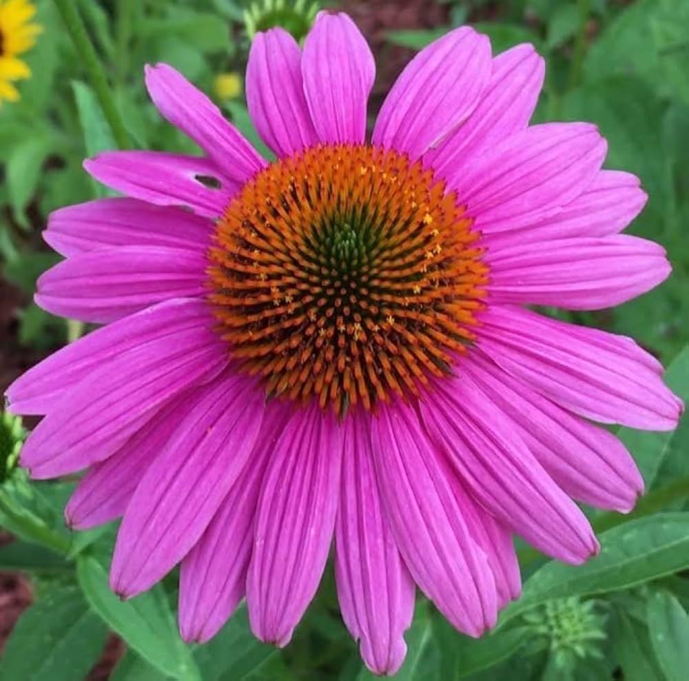 Echinacea Luster Mix seeds – colorful coneflower mix for perennial beds - Dharaseeds