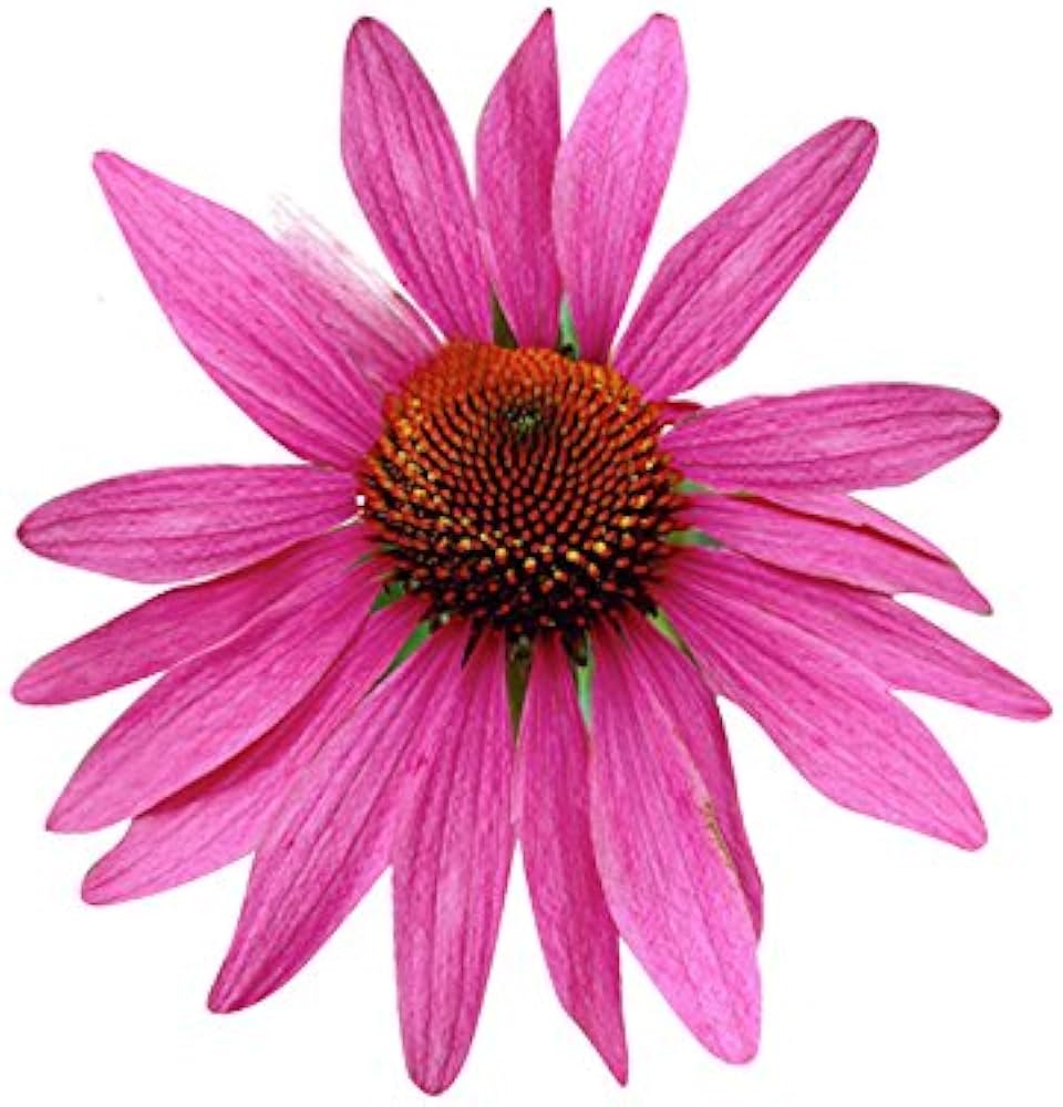 Echinacea Luster Mix seeds – colorful coneflower mix for perennial beds - Dharaseeds