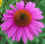 Echinacea Luster Mix seeds – colorful coneflower mix for perennial beds - Dharaseeds