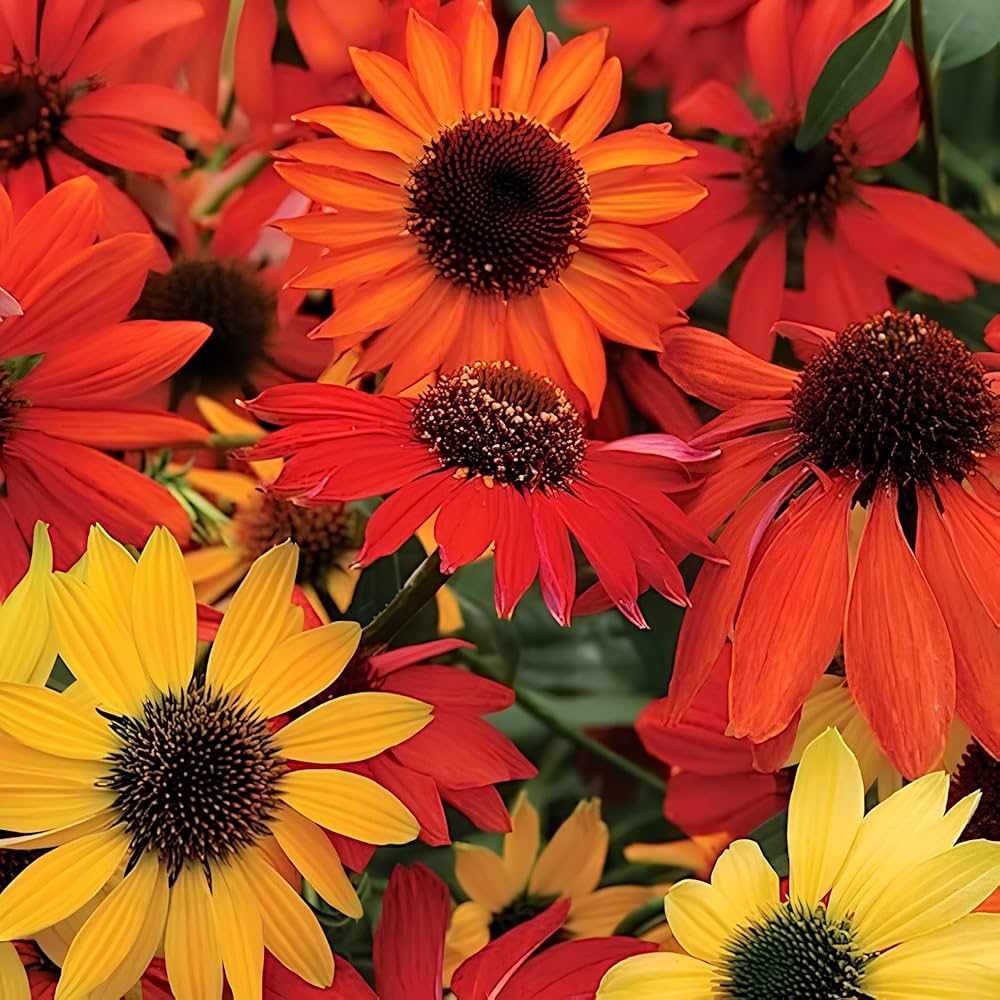 Echinacea Mixed Variety seeds – outdoor hardy flower for pollinator - friendly gardens - Dharaseeds