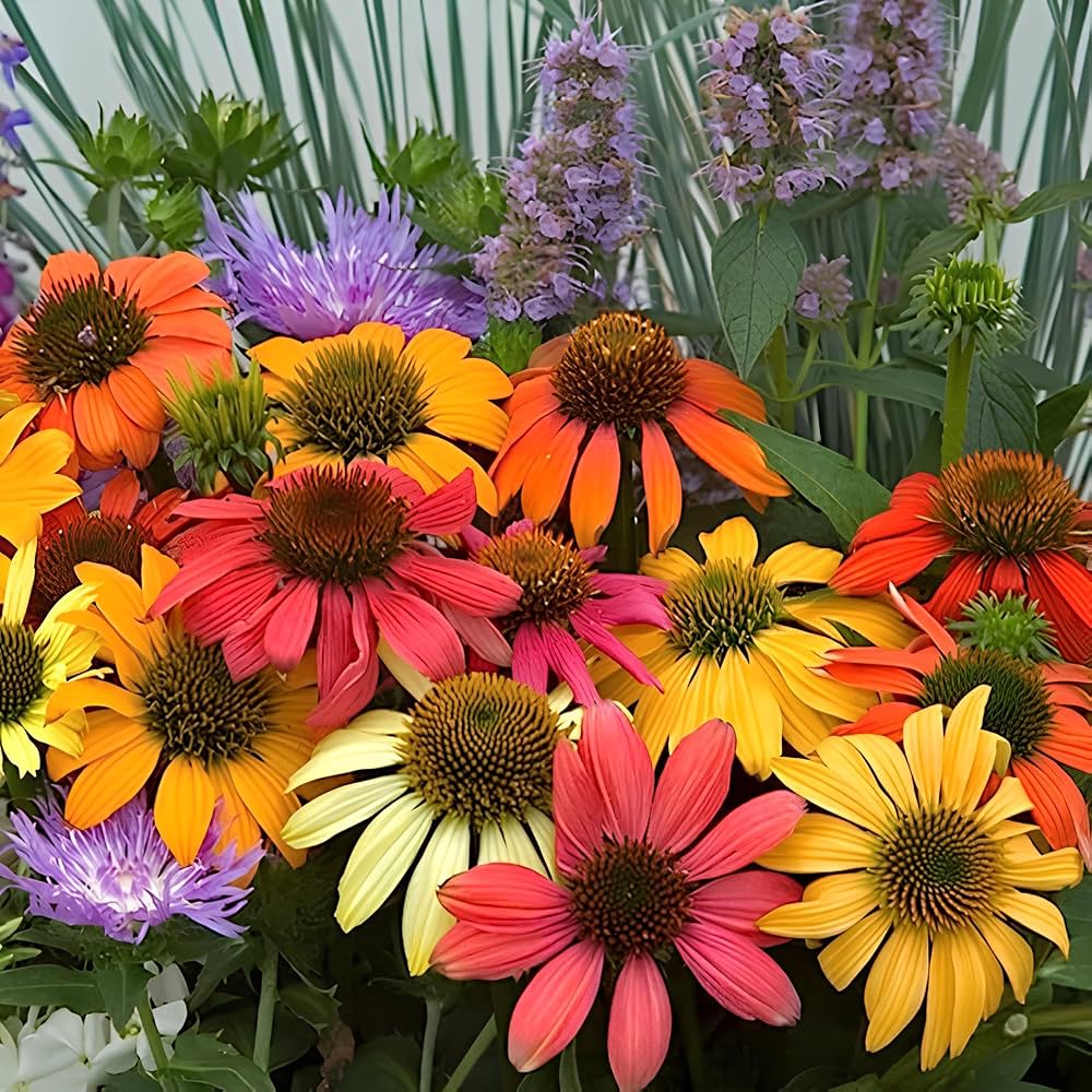 Echinacea Mixed Variety seeds – outdoor hardy flower for pollinator - friendly gardens - Dharaseeds