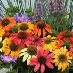 Echinacea Mixed Variety seeds – outdoor hardy flower for pollinator - friendly gardens - Dharaseeds