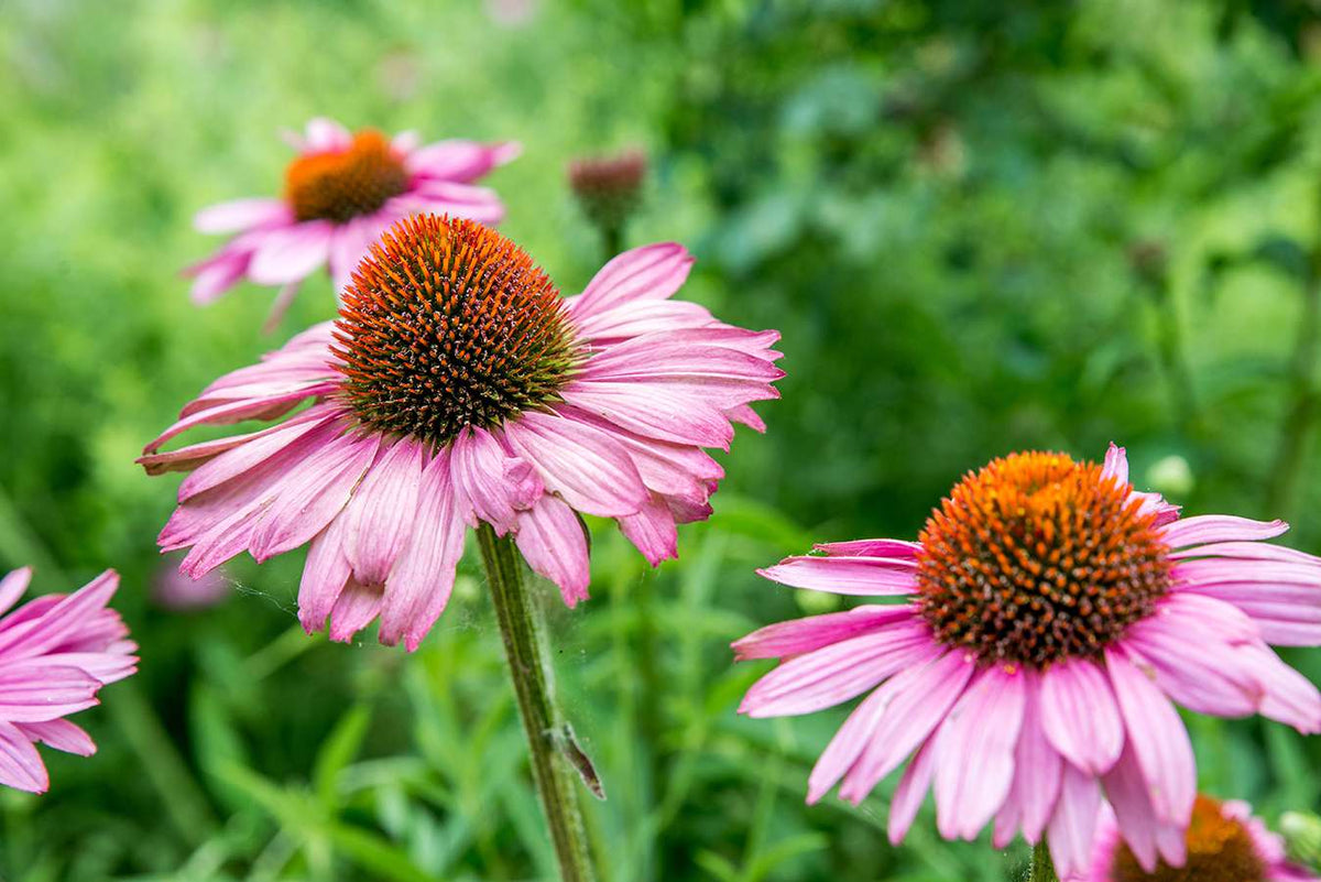 Coneflower Echinacea purpurea Purple Flowering Seeds For Planting in pollinator-friendly home gardens