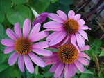 Echinacea Purpurea Coneflower Seeds – Medicinal & Pollinator - Friendly Blooms - Dharaseeds