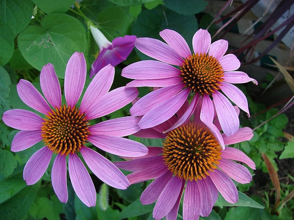 Echinacea Purpurea Coneflower Seeds – Medicinal & Pollinator - Friendly Blooms - Dharaseeds