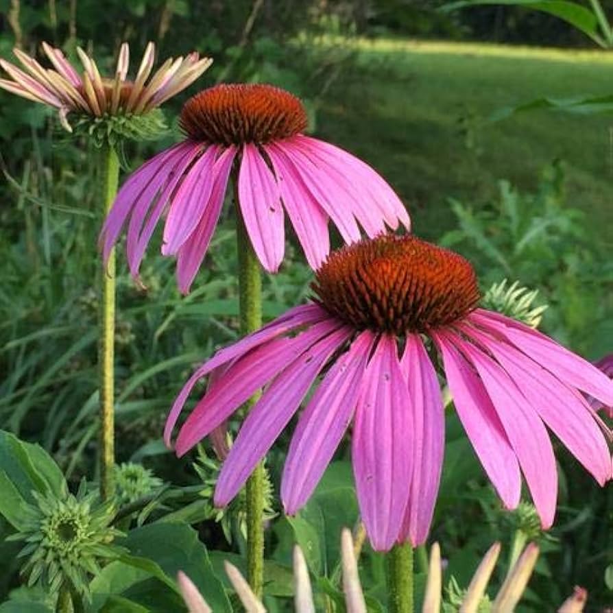Echinacea Purpurea Coneflower Seeds – Medicinal & Pollinator - Friendly Blooms - Dharaseeds