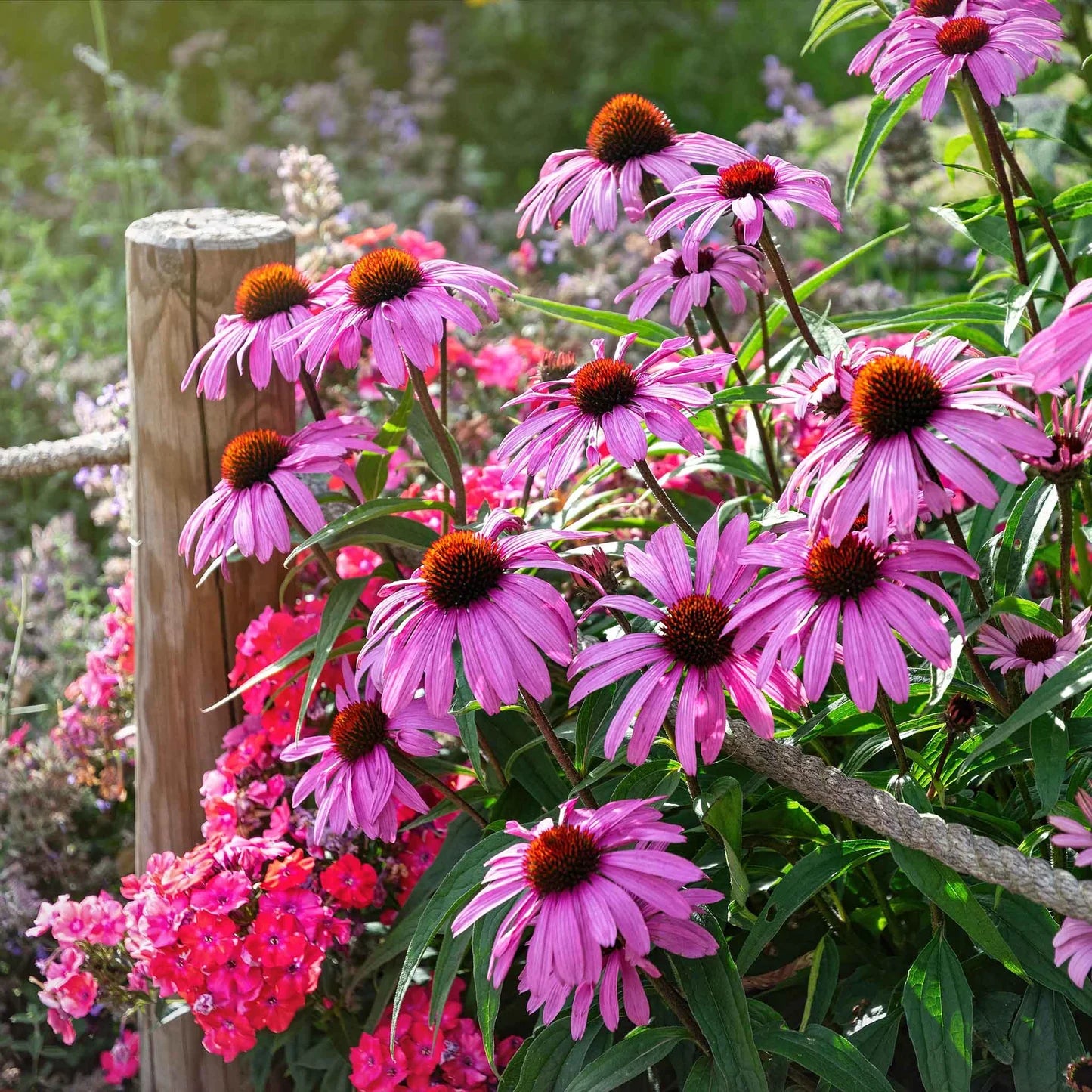 Echinacea Roots - Purple