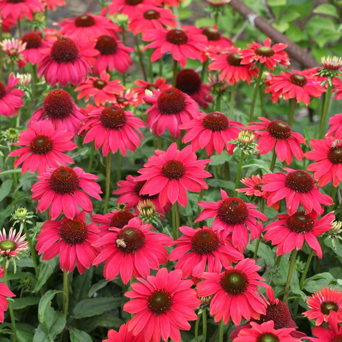 Echinacea Roots - Sombrero Salsa Red