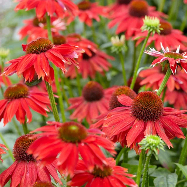 echinacea sombrero seeds Red Echinacea Coneflower Seeds for Planting