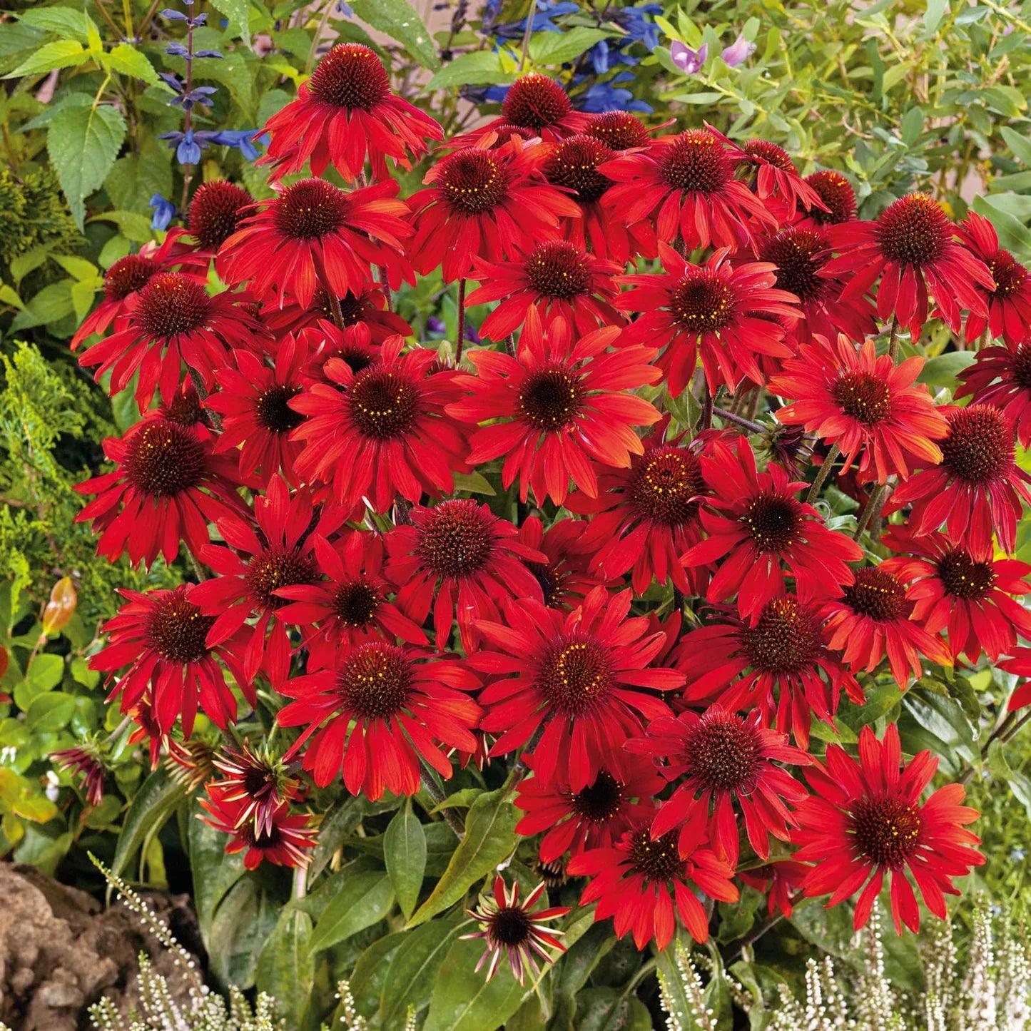 Echinacea Roots - Sombrero Salsa Red