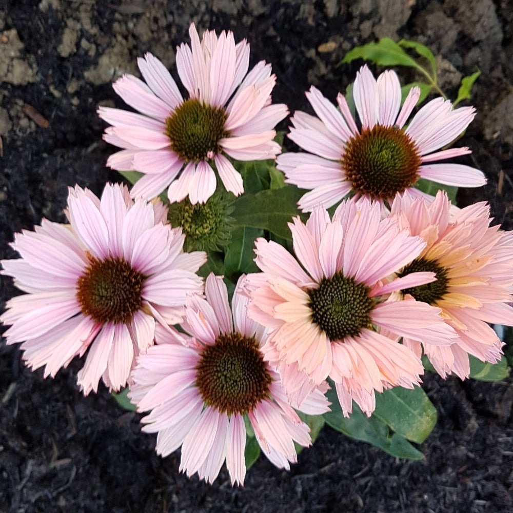 Echinacea Roots - Sunseekers Salmon