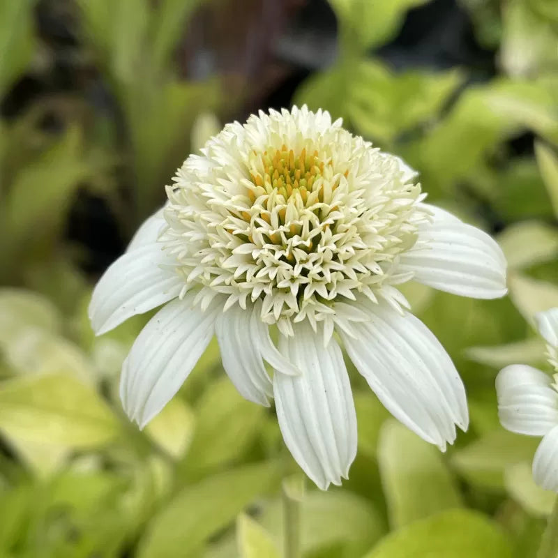 Echinacea Chrysanthemum Flowering Plant Seeds (White)