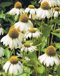 Echinacea White Swan coneflower seeds for long - blooming perennial beds - Dharaseeds