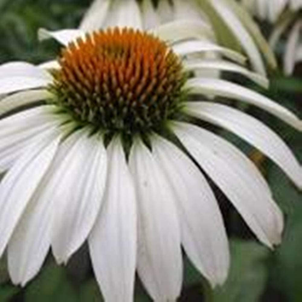 echinacea white swan seeds Echinacea White Swan Seeds – Long-Blooming Perennial Variety – Dharaseeds