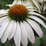 Echinacea White Swan coneflower seeds for long - blooming perennial beds - Dharaseeds