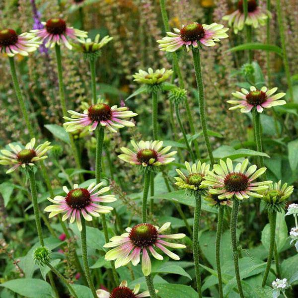 Green Coneflower Seeds – Heirloom Non-GMO Flower Seeds for Pollinator-Friendly Garden Planting