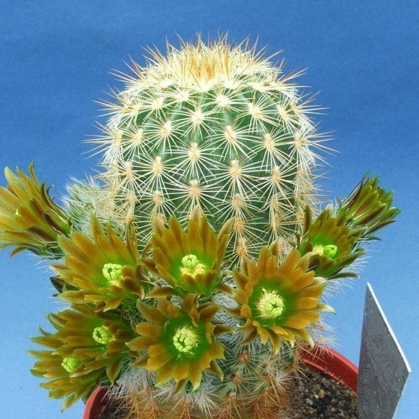 Green Echinocereus Plant Seeds for Planting heirloom & Non-GMO Seeds