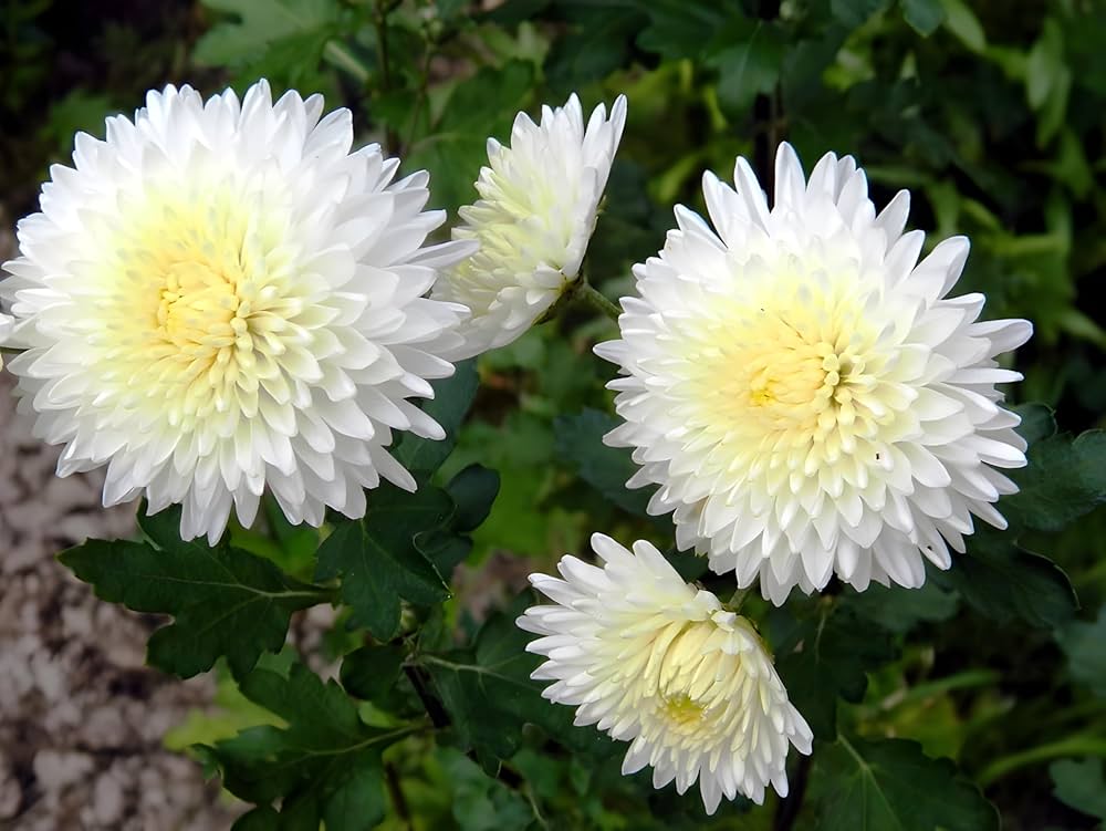 Echium Patterson's Curse White Flower Seeds – Striking Drought - Tolerant Beauty - Dharaseeds