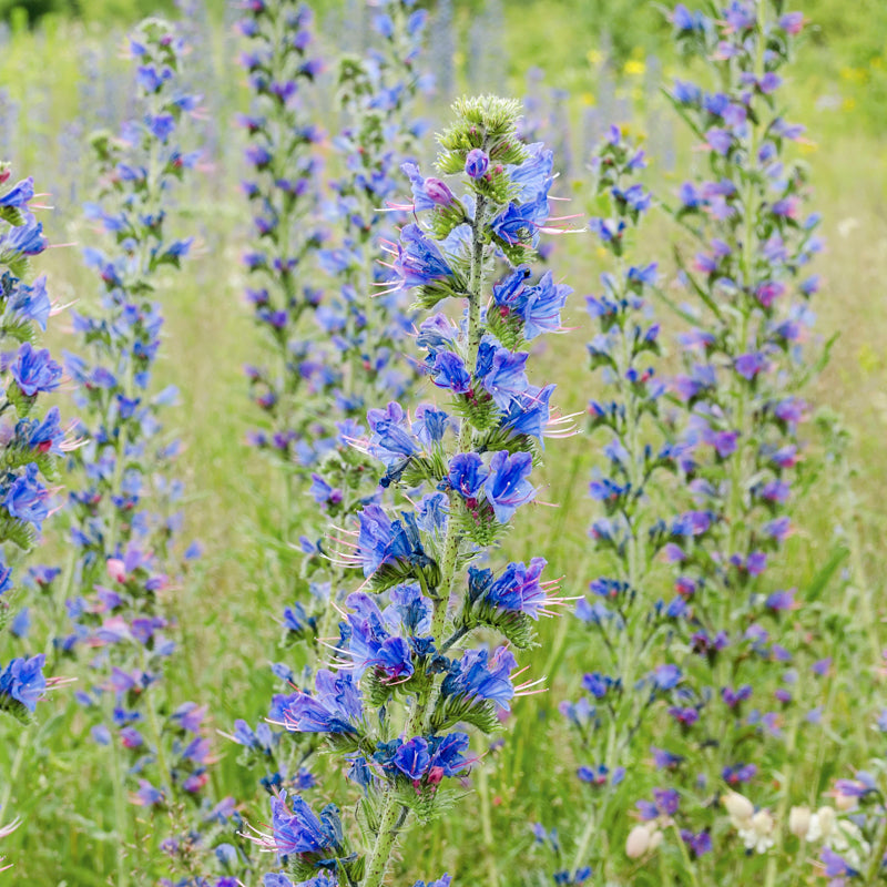 Viper’s Bugloss Echium Vulgare Flowering Seeds For Planting in pollinator-friendly home garden beds