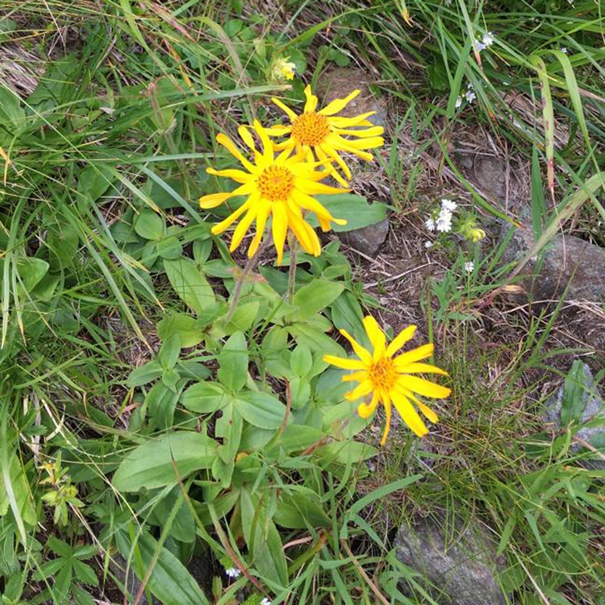 Herbal Seeds - Arnica Montana "Arbo" - Seeds for Healing and Medicinal Plant Use
