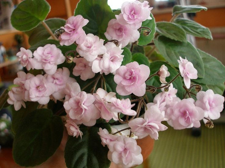 Organic Light Pink African Violet Flower Seeds for Planting – Heirloom, Non-GMO