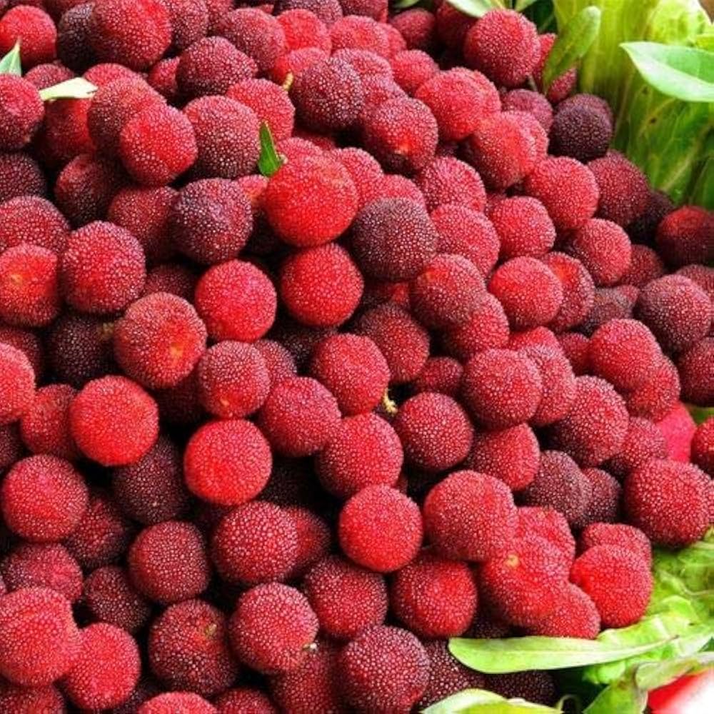 Edible Bayberry seeds for orchard and edible landscape use