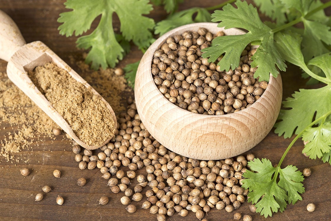 Green Coriander Vegetable Seeds for Planting