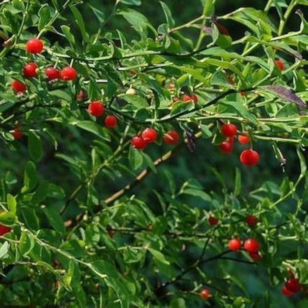 Huckleberry bush seeds for edible landscape planting