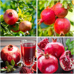 Edible pomegranate tree seeds non GMO for planting