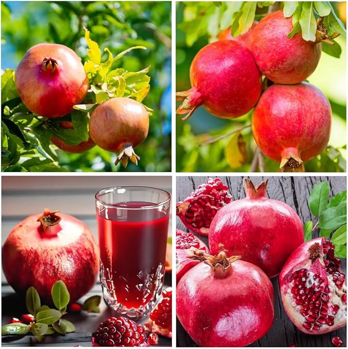 Edible pomegranate tree seeds non GMO for planting