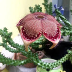 Edithcolea Flower Seeds for Planting - NON GMO Seeds Dhara Seeds
