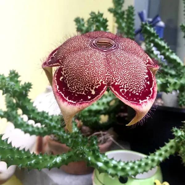 Edithcolea Flower Seeds for Planting - NON GMO Seeds Dhara Seeds