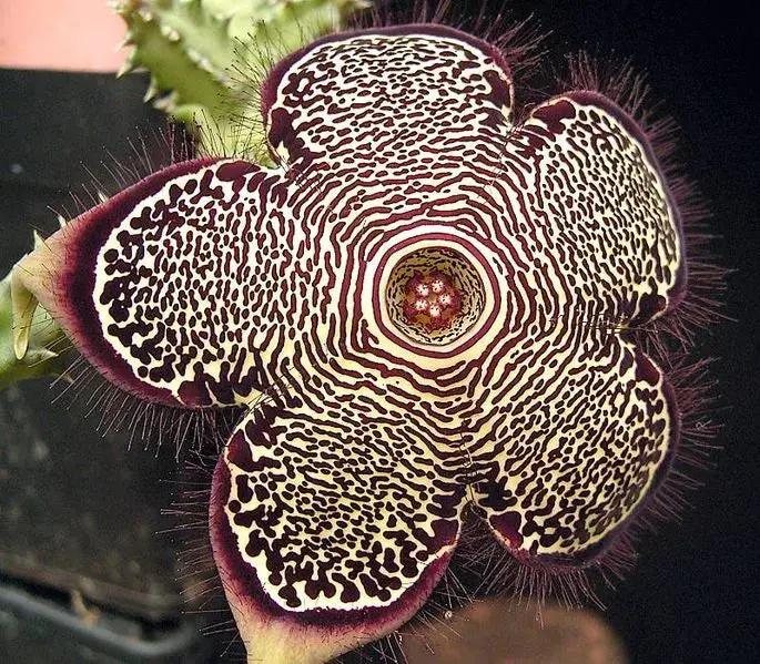 Edithcolea Flower Seeds for Planting - NON GMO Seeds Dhara Seeds