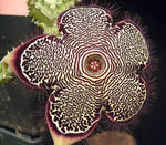 Edithcolea Flower Seeds for Planting - NON GMO Seeds Dhara Seeds